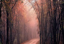 海港亚冠三连败不全是利空 穆帅学会看菜吃饭.